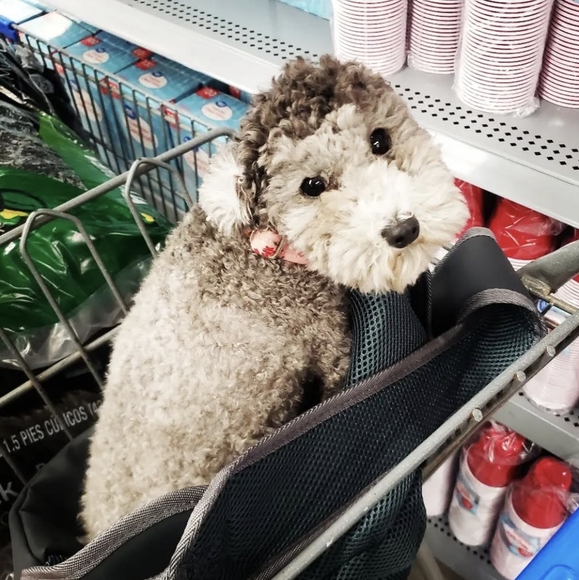 Meet Your Posher - Picture 7 of 7